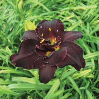 Bogeyman Daylily Thumbnail